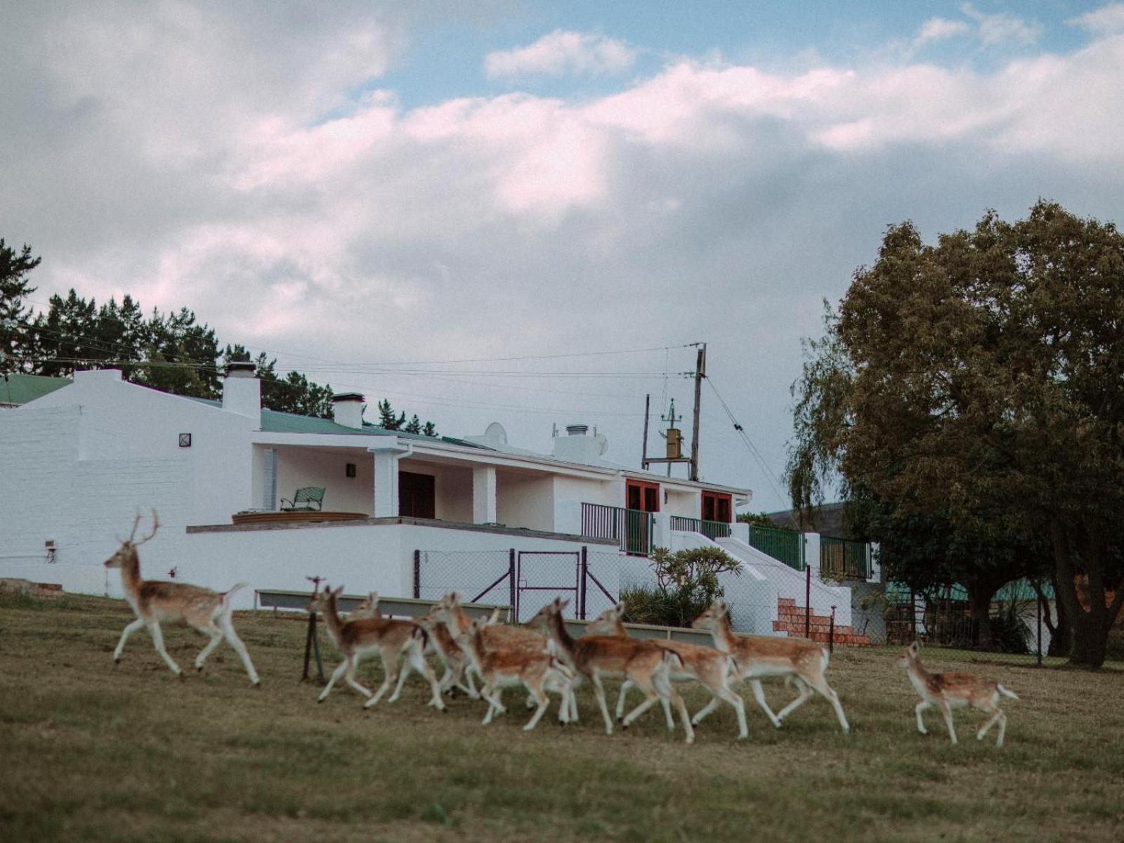 Ou Meul Farm Cottage Botrivier Pokoj fotografie
